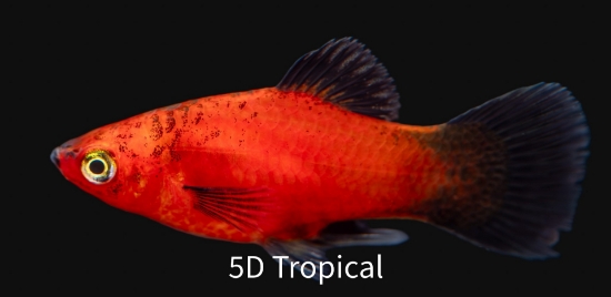 Picture of PLATY-RED WAG       