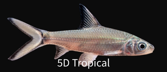 Picture of SHARK-BALA MD-            