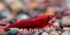 Picture of SHRIMP-RED CHERRY  