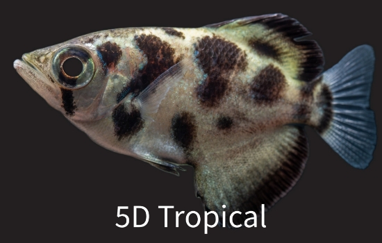 Picture of FAR EAST FISH-GOLD ARCHER(CLOUDED)     