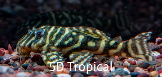 Picture of SOUTH AMERICAN PLECO-L-129 COLOMBIAN ZEBRA  