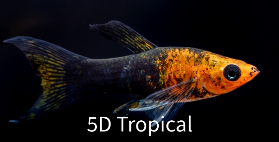 Picture of MOLLY-GOLD DUST LYRETAIL 