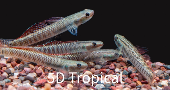 Picture of RAINBOW GOBY-            