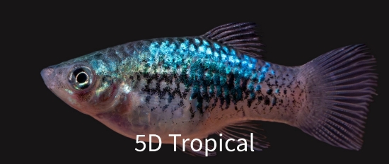 Picture of PLATY-BLUE CALICO 