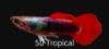 Picture of GUPPY-FLAMINGO MALE     