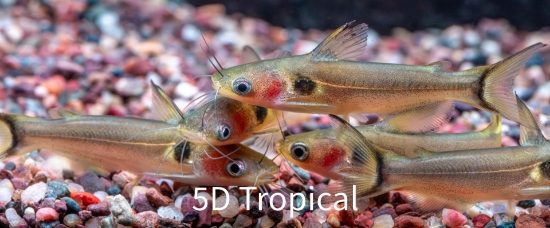 Picture of FAR EAST FISH-BURMESE SUN CATFISH      