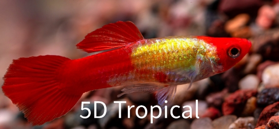 Picture of GUPPY-RED PANDA GUPPY MALE     