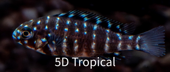 Picture of TANGANYIKAN-WHITE SPOTTED CICHLID- TROPHEUS DUBOISI        