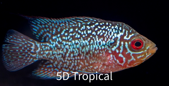 Picture of CICHLID-FLOWER HORN REG (FLORIDA BRED)  