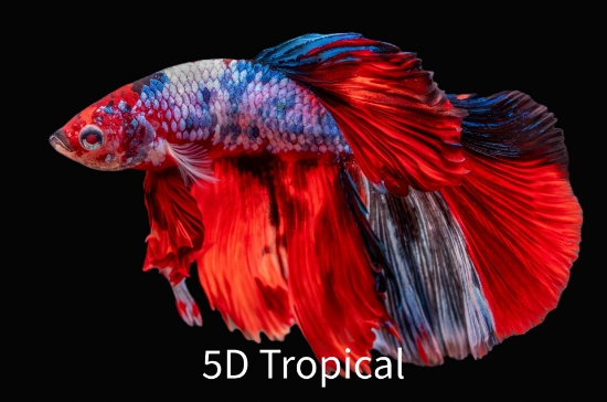 Picture of KOI HALFMOON MALE BETTA  