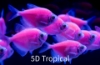 Picture of GLOFISH(R)TETRA-MOONRISE PINK(R)  