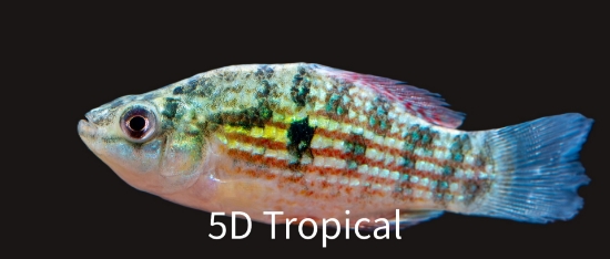 Picture of KILLIFISH-FLAG FISH-               