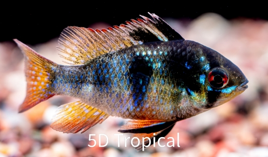 Picture of CICHLID-GERMAN BLACK RAM REG (FL)