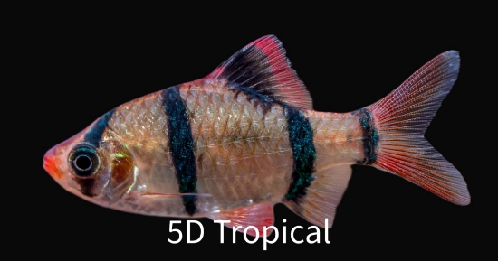 Picture of BARB-TIGER REG             