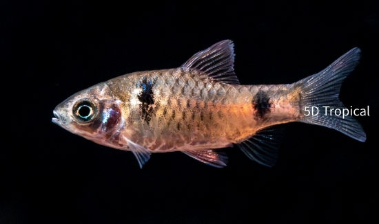 Picture of BARB-ODESSA    