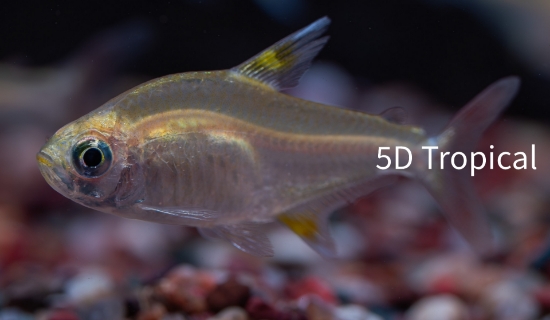 Picture of TETRA-GOLD PRISTELLA       