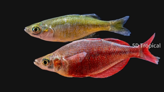 Picture of RAINBOWFISH-SALMON RED MEDIUM         