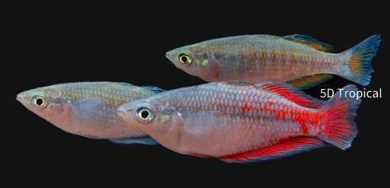 Picture of RAINBOWFISH-PARKINSONI MD    
