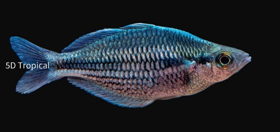 Picture of RAINBOWFISH-KAMAKA RAINBOW MED        
