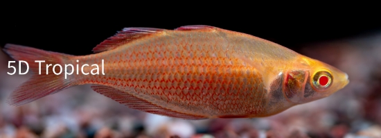Picture of RAINBOWFISH-ORANGE ALBINO MILLENNIUM 