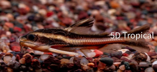 Picture of SOUTH AMERICAN CATFISH-STRIPED RAPHEAL(HUMBUG CAT)        