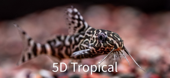 Picture of SYNODONTIS EUPTERUS 1" (FL)         