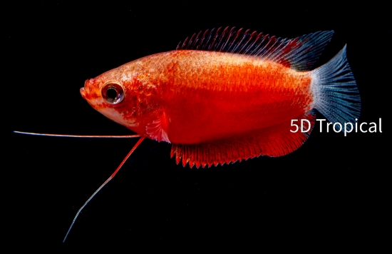 Picture of GOURAMI-RED HONEY          