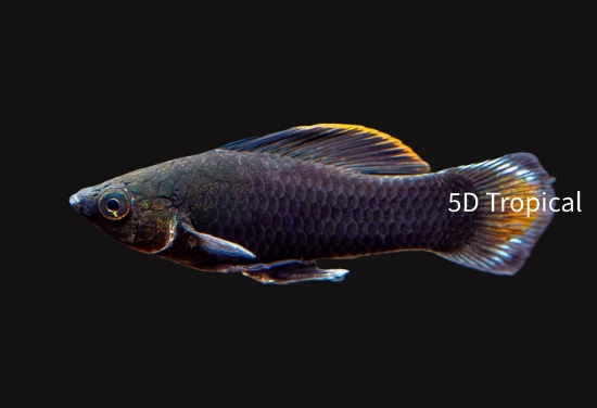 Picture of MOLLY-BLACK SPHENOPS -FW- 