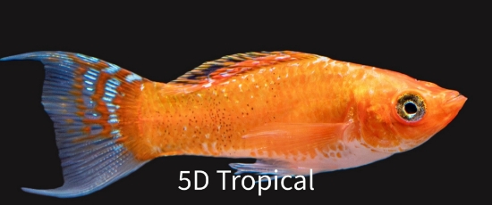 Picture of MOLLY-CREAMSICLE LYRETAIL MED