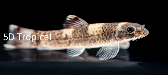 Picture of MISC-PANDA GARRA SM           