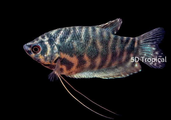 Picture of GOURAMI-OPALINE               