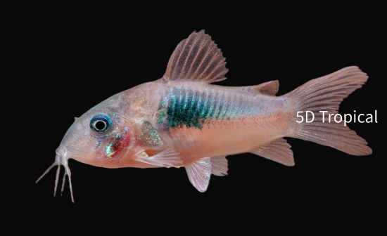 Picture of CORYDORAS-C. AENEUS GREEN(BRONZE)          