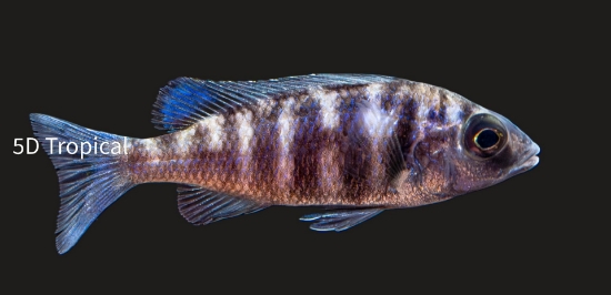 Picture of P.PHENOCHILUS REG        