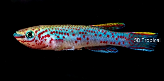 Picture of KILLIFISH-STEEL BLUE F.P.GARDNRI MX SEX