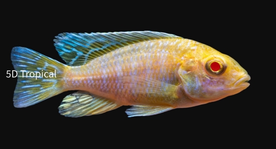 Picture of A CAROLINAE LG           