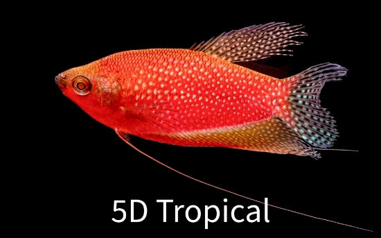 Picture of GLOFISH(R)-STARFIRE(R)RED PEARL GOURAMI