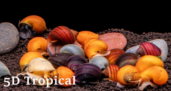 Picture of SNAIL-ASSORTED MYSTERY(NO GA,AZ,LA)  