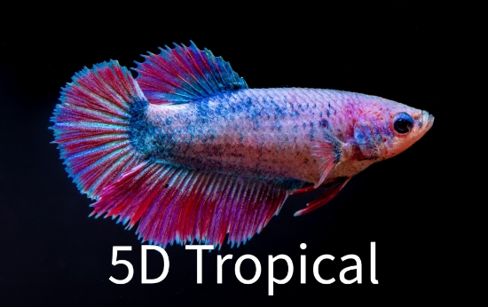 Picture of BETTA-HALFMOON FEMALE  