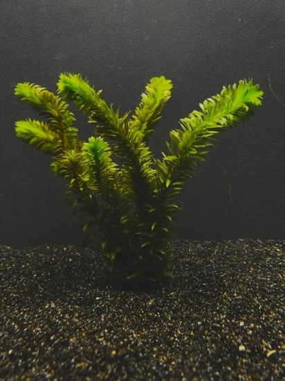 Picture of ANACHARIS-WILD LOCAL *CANNOT BE SHIPPED TO: AL, CA, CT, ID, IL, IN, LA, ME, MA, MI, MS, NE, NH, NY, OH, OR, SC, VT, WA, WI