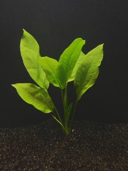 Picture of PLANT-AMAZON BROADLEAF SWORD MD - SPECIES: ECHINODORUS BLEHERI       
