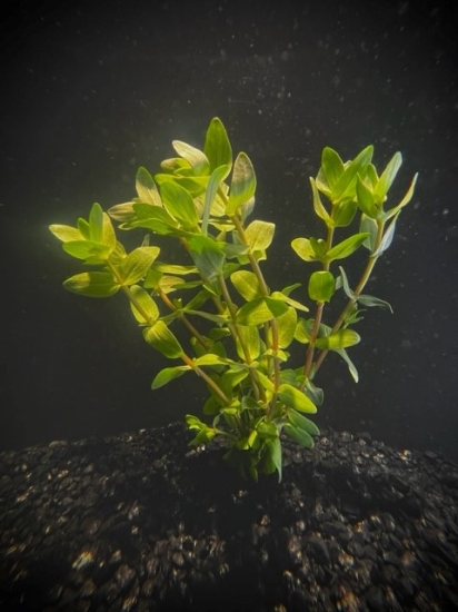 Picture of PLANT-LEMON BACOPA-            