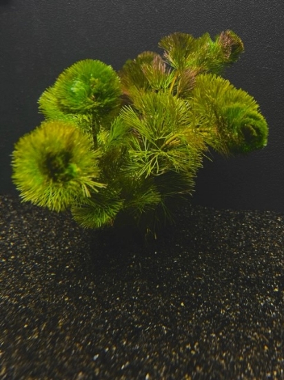 Picture of PLANT-CABOMBA-CAROLINA FANWORT, FISH GRASS, GREEN CABOMBA SPECIES; CABOMBA CAROLINIANA *CANNOT BE SHIPPED TO: CA, CT, ID, IL, ME, MA, MI, NH, NY, VT, WA, WI              