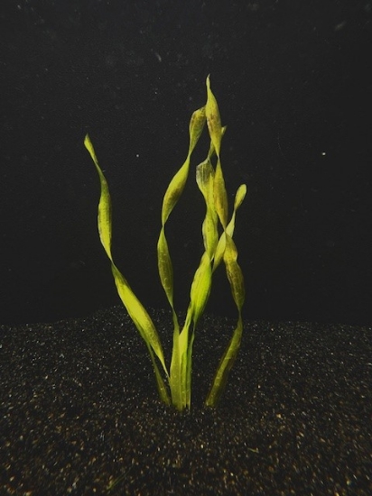 Picture of PLANT-CORKSCREW VAL SPECIES : VALLISNERIA TORTA         