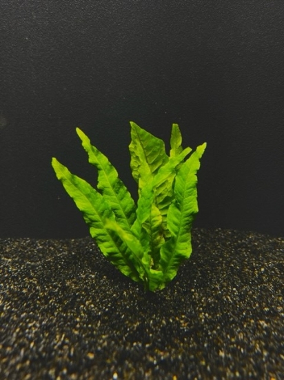 Picture of PLANT- JAVA FERN LG