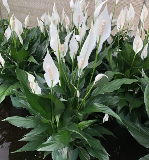 Picture of PLANT-BRAZILIAN SW MED-SPECIES: SPATHIPHYLLUM sp.        