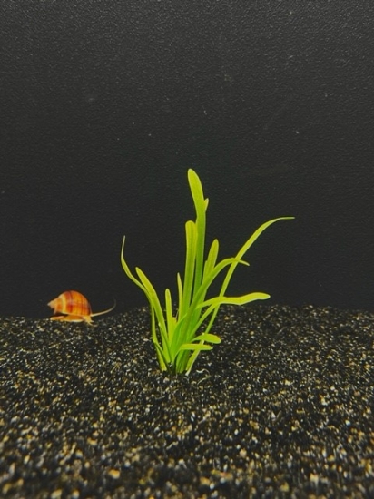 Picture of PLANT-DWARF SAGITTARIA SPECIES: SAGITTARIA SUBULATA 'DWARF'             