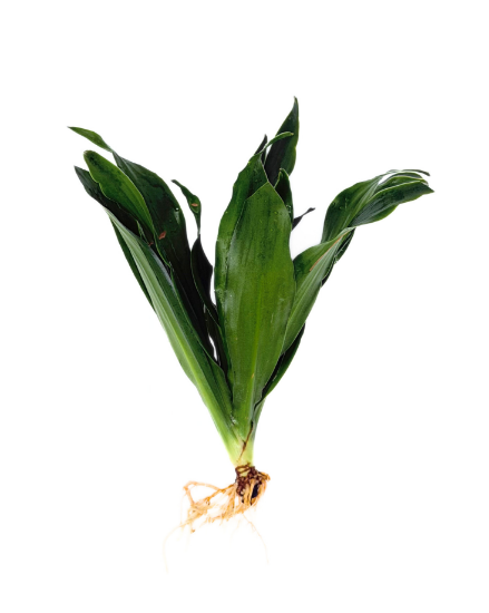 Picture of PLANT-JANET CRAIG- PINEAPPLE PLANT SPECIES: DRACAENA COMPACTA             