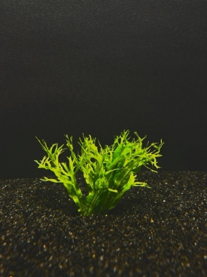 Picture of PLANT-JAVA FERN(WINDELOV)LACY  