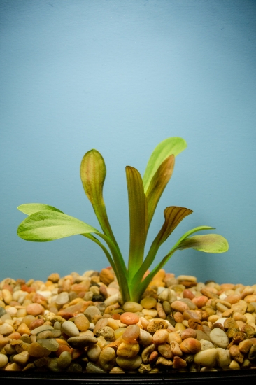 Picture of PLANT-BROADLEAF SAGITTARIA CANNOT BE SHIPPED TO WA
