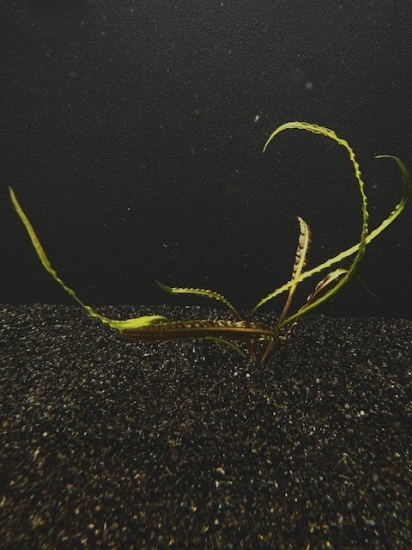 Picture of PLANT-CRYPTOCORYNE RETROSPIRALIS MED  